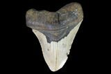 Bargain, Megalodon Tooth - North Carolina #101319-1